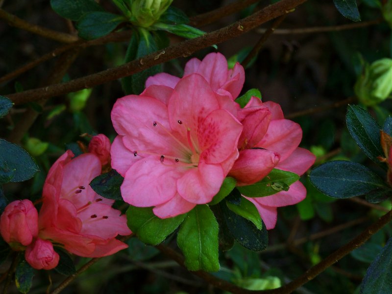 azalea