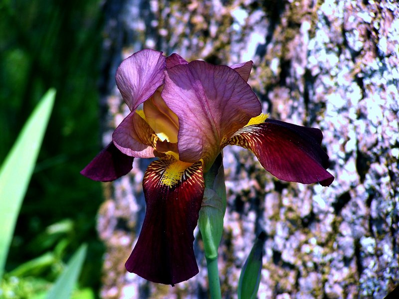 IRIS