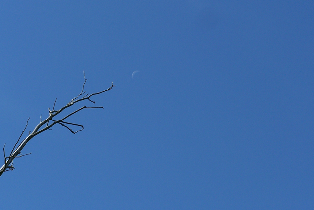 reaching for the moon