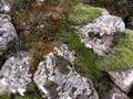 Lava rocks and moss