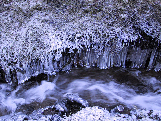 Icy straws at the creek