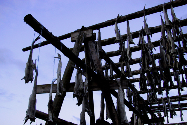 Drying fish