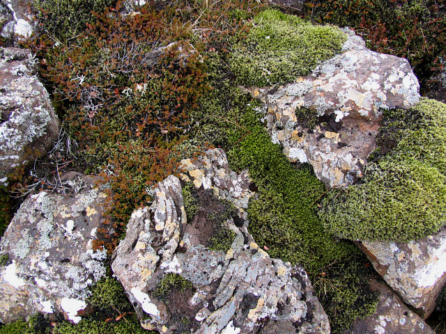Lava rocks and moss