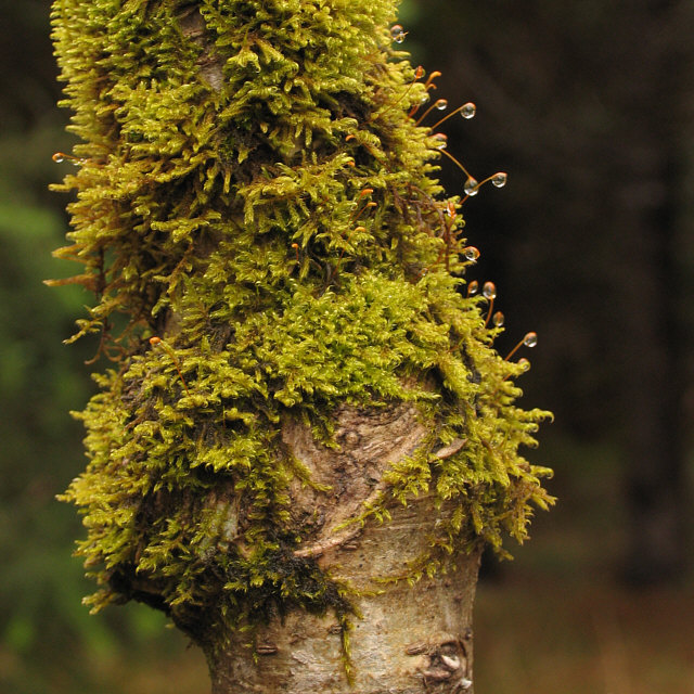 Moss on a tree