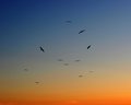 Seagulls at Sunset Cliffs