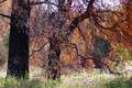 Autumn Light - Cuyamaca