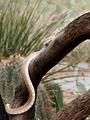 Sonoran Snake