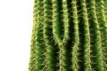 Saguaro