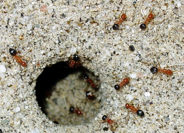 Anthole - Anza Borrego Desert