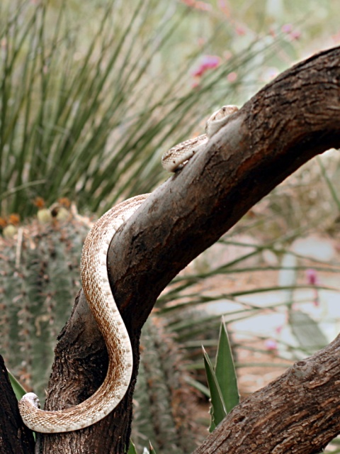Sonoran Snake