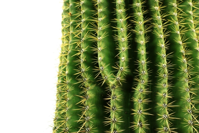 Saguaro
