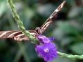 Butterfly with Purple Flower