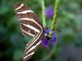 butterfly2.jpg
