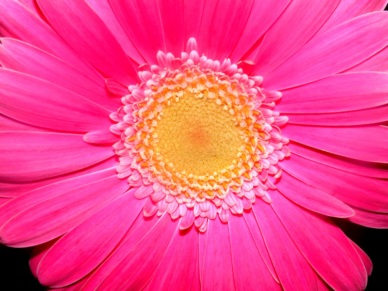 Gerber Daisy
