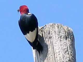 Red Headed Woodpecker - back