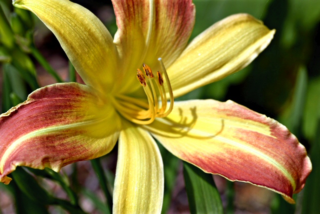 suesmack-flower1.jpg