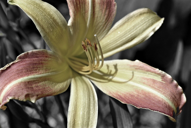 suesmack-flower2.jpg