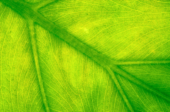 Flora