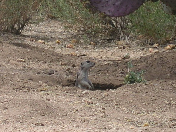 Ground Squirrel.jpg