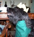 Penny ready for Christmas dinner!