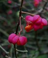 Thorp Perrow Arboretum, Yorks