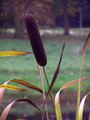 Thorp Perrow Arboretum, Yorks - Bulrush