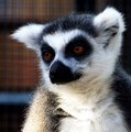 Lemur
