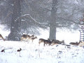 snow herd