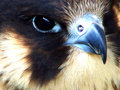 blue peregrine falcon