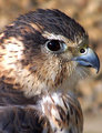 falcon