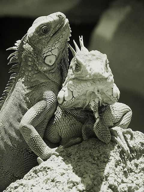 iguanas sunbathing