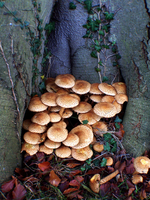 Thorp Perrow Arboretum, Yorks