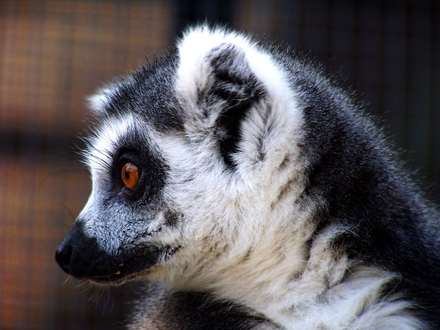 Lemur