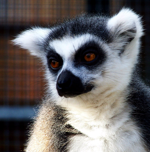 Lemur