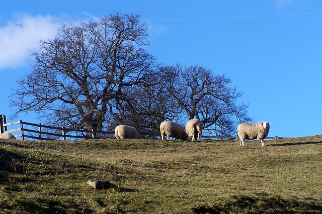 Sheep and Sky