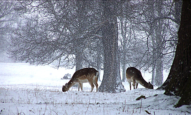 deer park in winter