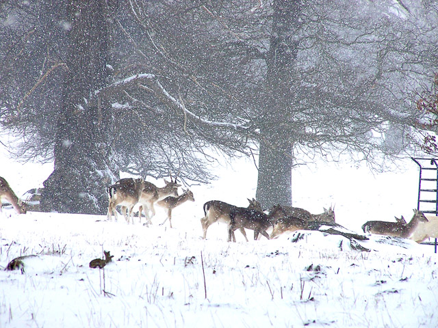 snow herd