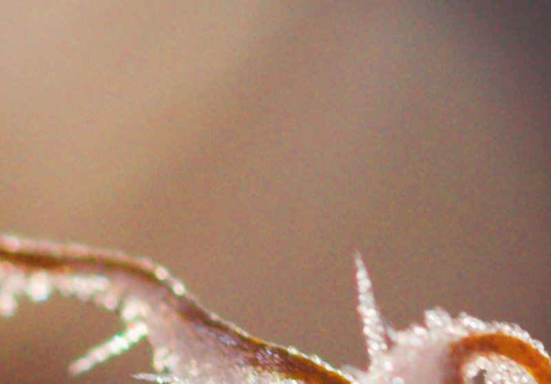 Icey (100% Crop).jpg