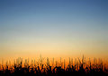 Harvest Sunset