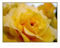Yellow Rose