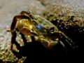 Bubble Blowing Crab