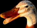 Duck #2