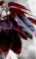 Red Leaves