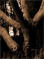 The Dark Path