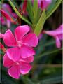 Pink Beauty 2