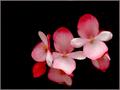 Orchid Threesome