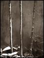 Three Bamboo