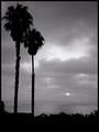 Palm Sunset