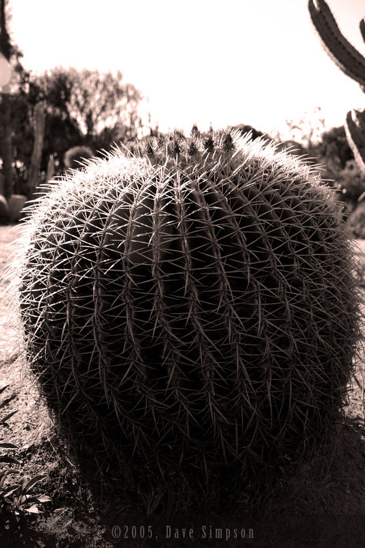 Cactus