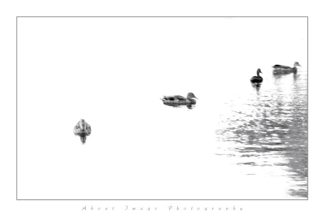 Ducks